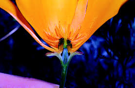 Image result for Eschscholzia