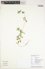 Image result for Justicia matammensis