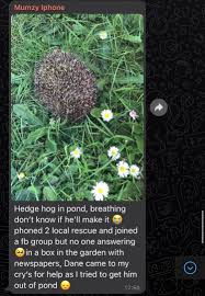 Image result for Monanthotaxis ferruginea