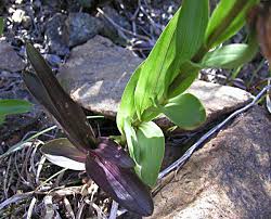 Image result for Epipactis africana