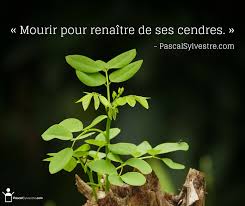 Pin On Citations Conscience Mieux Etre Developpement Personnel Pascalsylvestre Com