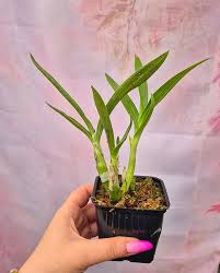 Image result for Ansellia