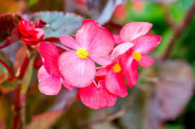 They grow exceptionally well against foundations at the north side of a home. Best Shade Loving Flowers For Shade Gardens