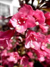 Though there are many more perennials than listed here, each of these plants is commonly used and most are usually available from plant nurseries. Pin By Snavely S Garden Corner On Flowering Shrubs Flowering Shrubs Full Sun Flowering Shrubs How To Attract Hummingbirds