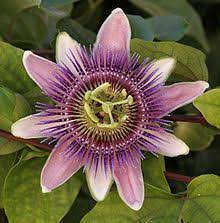 Passiflora Passion Fruit Flower Passion Flower Passiflora