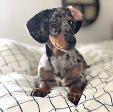 Small rescue dogs in michigan. Dachshund Puppies For Sale Near Me Home Facebook