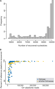 Image result for Campylospermum vogelii