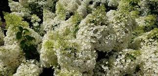 Image result for Basella paniculata