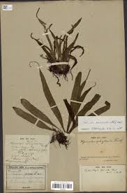 Image result for Belvisia