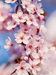 Most popular among our users sakura in collection animeare sorted by number of views in the near time. Cherry Blossom Phone Wallpapers Wallpaper Cave