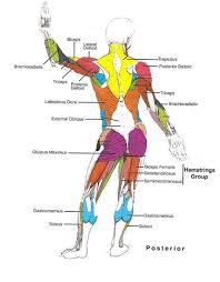 Temporalis is a muscle near the temporal bone. Muscle Names Muscle Groups Body Parts How Skeletal Muscles Are Named Wedding Dresses
