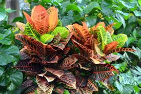 Image result for Croton polytrichus