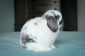 We did not find results for: Holland Lop Color Chart Holland Lop Rabbit Colors Ohio Holland Lops