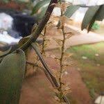 Image result for Diaphananthe bidens