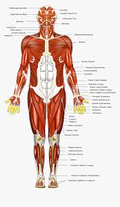 Click on the labels below to find out more about your muscles. Clip Art Muscular Diagram Muscular System Diagram Major Muscles Hd Png Download Transparent Png Image Pngitem