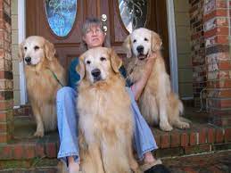 Sunkyst Goldens Golden Retrievers Chapin South Carolina