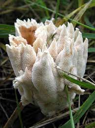 Is the merriwick flower real / elizabeth merriwick the good witch wiki fandom : Is The Merriwick Flower Real 110 The Good Witch Ideas The Good Witch The Good Witch Series Catherine Bell We Did Not Find Results For Marth Dally