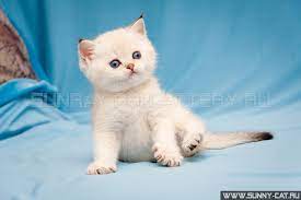Bri Ny 11 33 Black Golden Shaded Pointed Color Of British Cats Urmala Layma Sunray British Shorthair Kittens Cats Kittens Coloring
