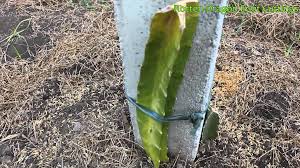 Once it has dried out simply place cut side down into sandy cacti soil and water monthly. Dragon Fruit Cuttings Rotten Problem Youtube