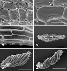 Image result for Disperis thomensis