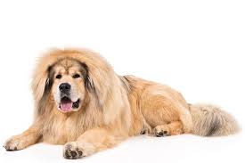 tibetan mastiff dog breed information