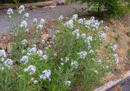 Check spelling or type a new query. Amsonia Tabernaemontana Cure Nursery