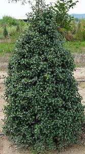 Maybe you would like to learn more about one of these? Holly Dragon Lady East Coast Garden Center