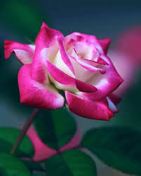 Pin By Giovanni Amare On 111 Roses In 2020 Beautiful Roses Rose Flower Beautiful Flowers