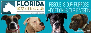 We did not find results for: Florida Boxer Rescue Home Facebook