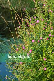 Image result for Epilobium hirsutum