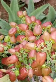 Image result for Pentanema indicum