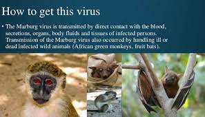The question is not whether either scenario could have. Marburg Haemorrhagic Fever Ø­Ù…Ù‰ Ù…Ø§Ø±Ø¨ÙŠØ±Ø¬