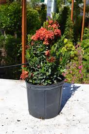 Image result for Ixora seretii