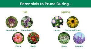 Oriental poppies are hardy from zones 2 to 9, meaning that they will grow in. Deadheading A Beneficial Pruning Tactic Jobe S Company