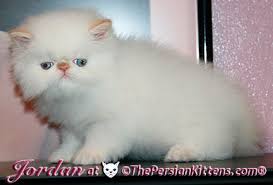 One little tyke was hiding during the scan. Pictures Of Persian Kitten Jordan At The Persian Kittens Com