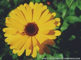 Calendula flowers have many benefits that may surprise you. How To Grow And Use Calendula Flowers Seed Saving Tips The House Homestead