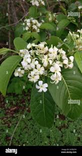 Image result for Holarrhena pubescens