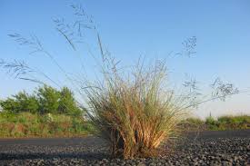 Image result for Eragrostis curvula