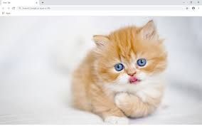 These kitty cats have all the extra fuzz that a cat can have and more. Cute Cats Kittens Full Hd New Tab