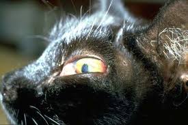 However, if any of the following signs are noticed, it should prompt. Bone Tumor Overview In Cats Vetlexicon Felis From Vetlexicon Definitive Veterinary Intelligence