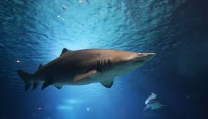Your changes has been saved. Top 10 Tips On Identifying Predatory Journals And Conferences Enago Academy