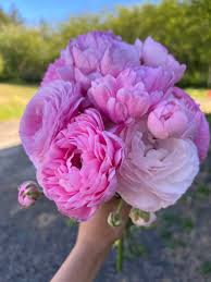 Image result for Ranunculus  cooleyae