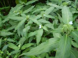 Image result for Commelina