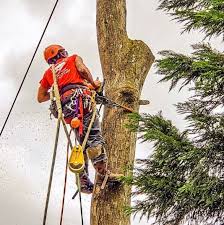 We are an isa certified arborist which requires the highest level of ethics and service. Smith S Tree Care Inc Home Facebook