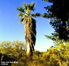 Image result for Wiesneria filifolia