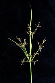 Image result for Vahlia dichotoma