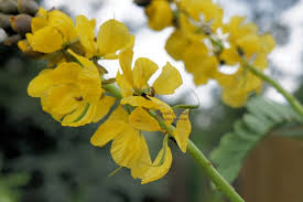 Image result for Senna occidentalis