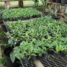 Anthurium plowmanii klo gak salah itu nama latinnya. 8 Jenis Bunga Anthurium Salah Satunya Gelombang Cinta Hot Liputan6 Com