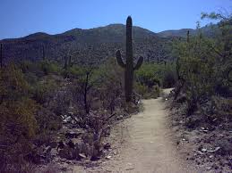 Arrive at cactus forest north trailhead via cactus forest drive. Hikes Trails At The Park Friends Of Saguaro National Park