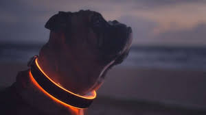 Best Led Dog Collars Barking Healthy